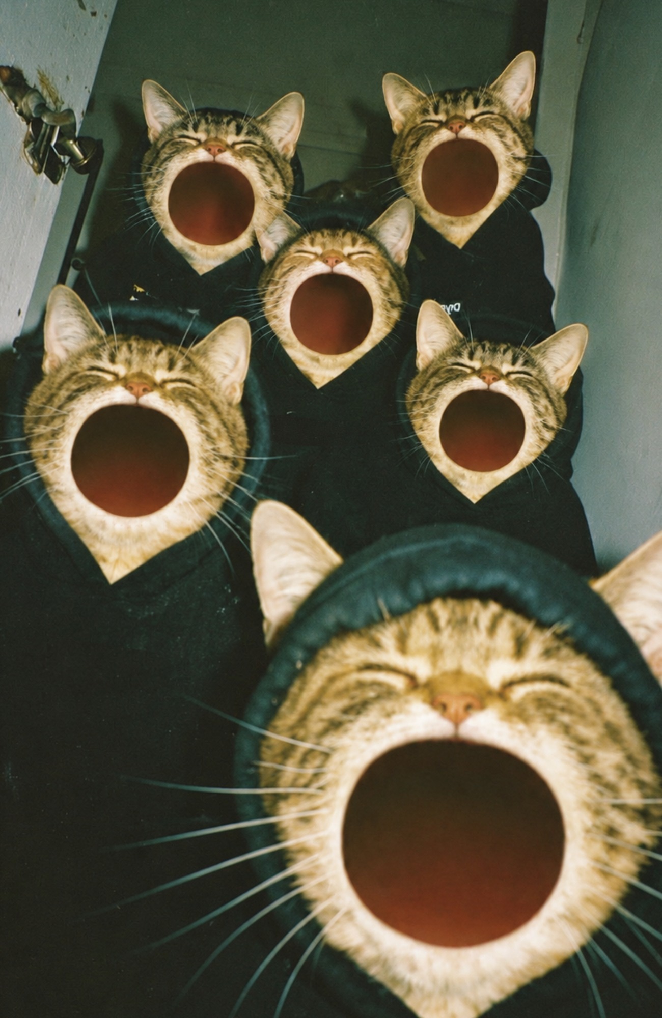 A group of POPCATE cats in black hoodies all screaming upward
